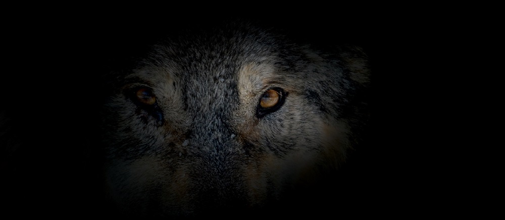 Dental Practice Sales: Wolves in Sheep's Clothing